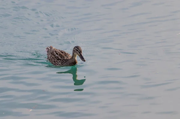 一只棕色的鸭子在闪闪发光的水里游泳时拍的高角照片 — 图库照片