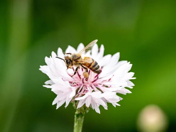 Крупный План Пчелы Собирающей Пыльцу Красивом Белом Васильке Centaurea Cyanus — стоковое фото