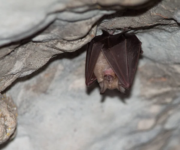 A closeup shot of a lone bat hanging on the ceiling of a cave