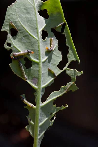 葉を食べる垂直方向の毛虫のショット — ストック写真