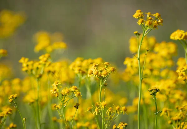 Une Mise Point Sélective Fleurs Sauvages Jaunes — Photo