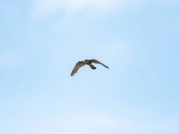 Nízký Úhel Eurasian Kestrel Falco Tinnunculus Vznášející Obloze — Stock fotografie