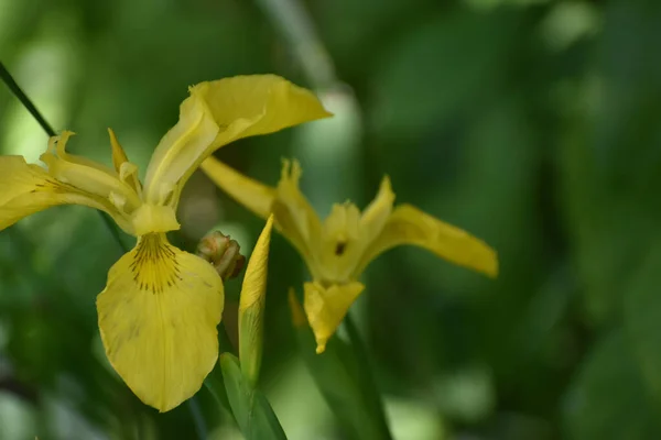 Een Close Opname Van Gele Iris — Stockfoto