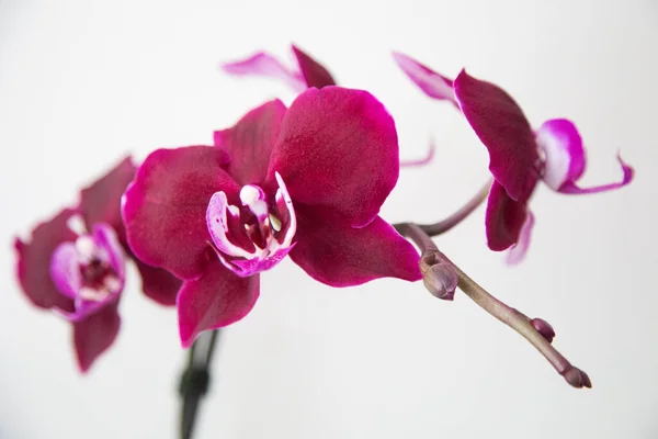 Gros Plan Des Fleurs Rouges Profondes Orchidée Teigne — Photo
