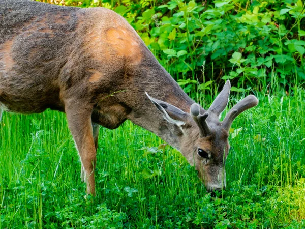 Beautiful Deer Grazing Field — Stock Photo, Image