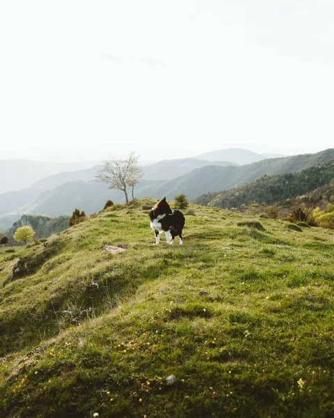 山区风景中的边境牧羊犬特写镜头 — 图库照片
