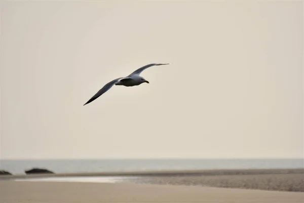 Gabbiano Che Vola Sulla Spiaggia — Foto Stock