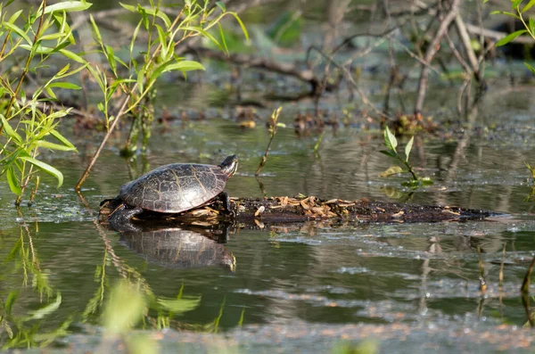 Een Selectieve Focus Shot Van Een Moeras Turt — Stockfoto