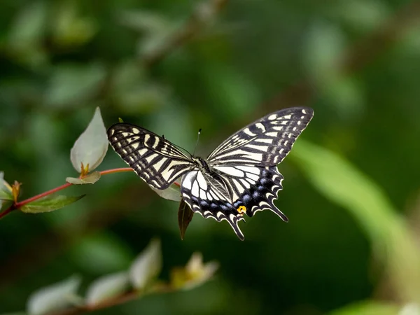Közelkép Egy Gyönyörű Kínai Sárga Fecskefarkú Papilio Xuthus Pillangó Növény — Stock Fotó