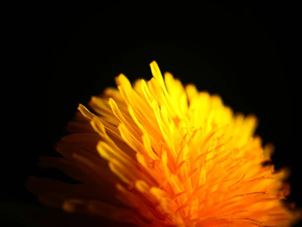 Closeup Shot Dandelion Yellow Petals Isolated Black Background — Stock Photo, Image