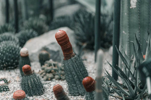 Jardín Con Cactus Verdes —  Fotos de Stock