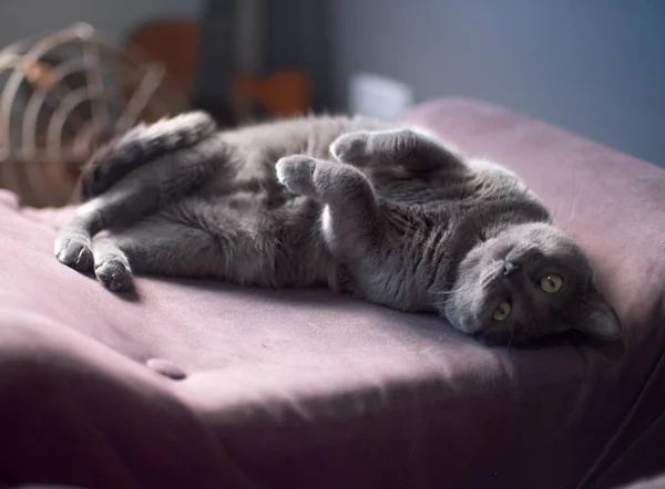 Gato Cinza Bonito Deitado Nas Costas Olhando Para Câmera — Fotografia de Stock