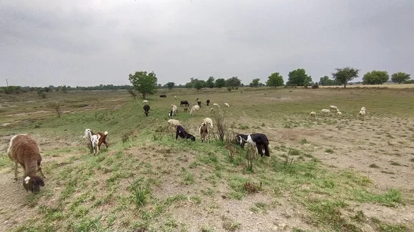 Nahaufnahme Einer Landwirtschaftlichen Landschaft Mit Kühen Die Auf Dem Feld — Stockfoto