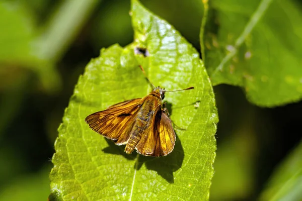 Μεγάλη Πεταλούδα Skipper Ochlodes Sylvanus Πράσινο Φύλλο — Φωτογραφία Αρχείου
