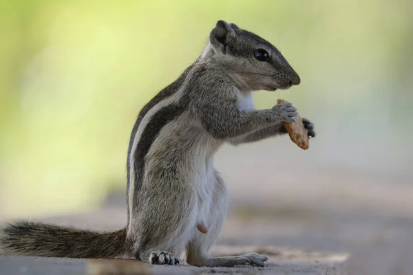 Porträt Eines Entzückenden Grauen Streifenhörnchens Das Einen Keks Isst Der — Stockfoto