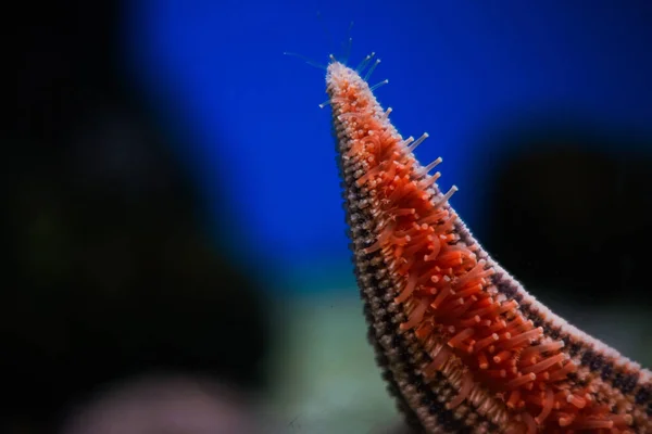 多毛纲动物在水下的选择性聚焦拍摄 — 图库照片