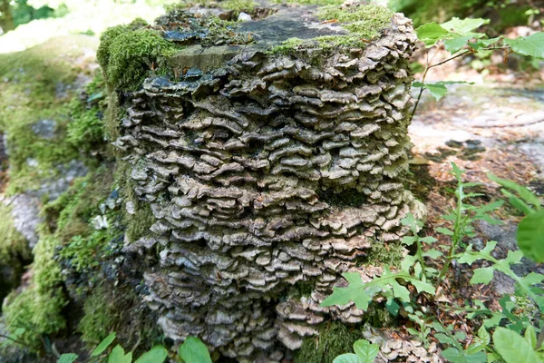 Closeup Uma Árvore Envelhecida Weathered Coberta Por Cogumelos Selvagens Floresta — Fotografia de Stock