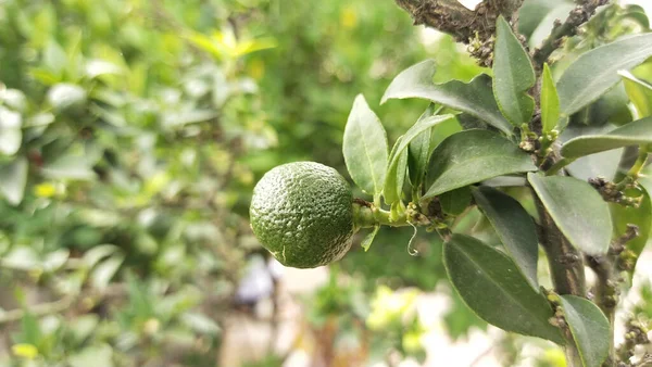 Tiro Seletivo Foco Cal Arbusto Com Folhas Verdes — Fotografia de Stock