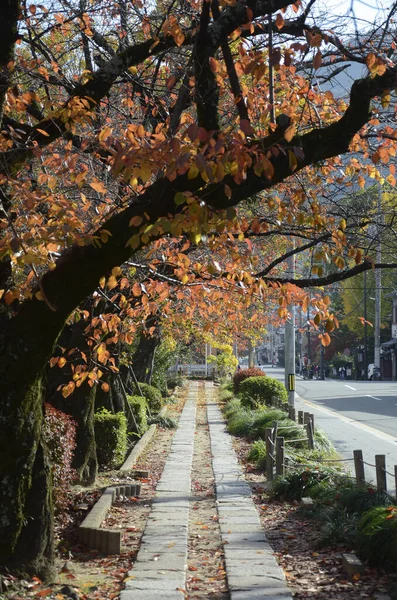 2019年12月10日 11月24日 観光客は京都の哲学の道に沿って秋の色を観察する — ストック写真