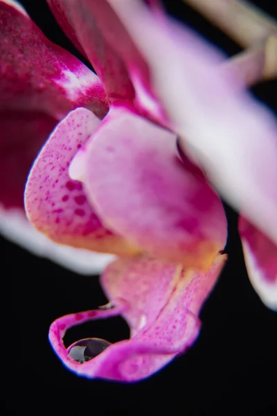 Feche Uma Gota Água Uma Pétala Orquídea Traça — Fotografia de Stock
