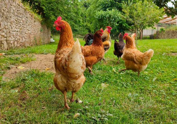 農地の鶏や鶏の選択的フォーカスショット — ストック写真