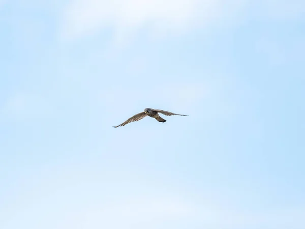 Ein Niedriger Winkel Eines Turmfalken Falco Tinnunculus Der Himmel Schwebt — Stockfoto