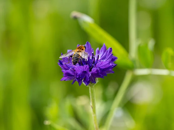Красивый Снимок Пчелы Васильковом Цветке Centaurea Cyanus Размытом Фоне Травы — стоковое фото