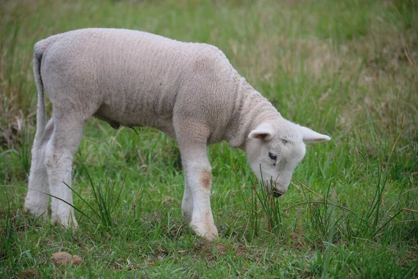 Den Söta Bete Lamm Fält — Stockfoto