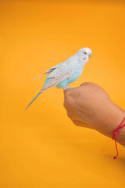 Tiro Vertical Uma Pessoa Segurando Papagaio Branco Isolado Fundo Amarelo — Fotografia de Stock