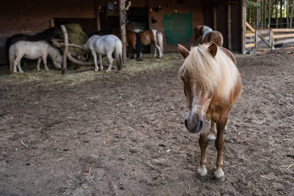 Detailní Záběr Haflinger Poníka Odpočívajícího Ohradě Ostatními Koňmi — Stock fotografie