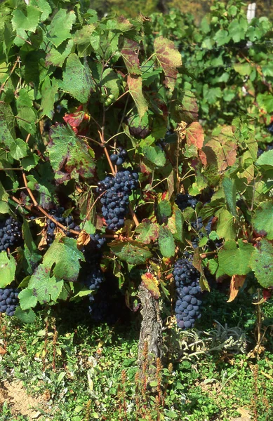 Vertical Shot Black Grapes Growing Vine France — Stock Photo, Image
