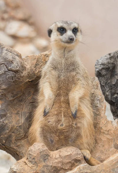 かわいいキツネザルの垂直クローズアップショット — ストック写真