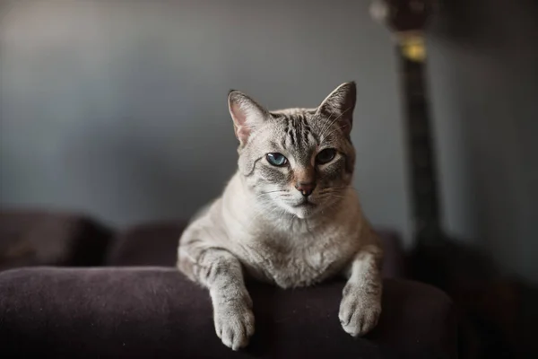 Retrato Gato Doméstico Bonito — Fotografia de Stock