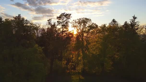 Vacker Solnedgång Skogen — Stockvideo