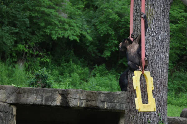 Singe Noir Refroidit Dans Zoo Kansas Missouri — Photo