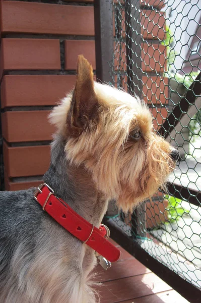 Littly Dog Yorkshire Terrier Está Pensando Sobre Vida Olhando Para — Fotografia de Stock