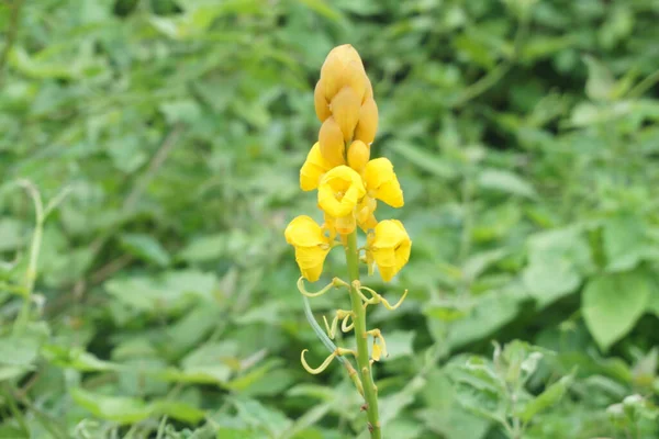Color Amarillo Flor Silvestre Los Arbustos Arunachal Pradesh Noreste India — Foto de Stock