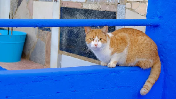 Nahaufnahme Einer Katze Fischereihafen Von Ayamonte Huelva Spanien Andalusien — Stockfoto