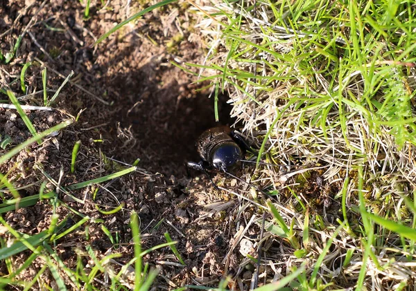 Alto Ángulo Tiro Cricket Que Sale Del Agujero —  Fotos de Stock