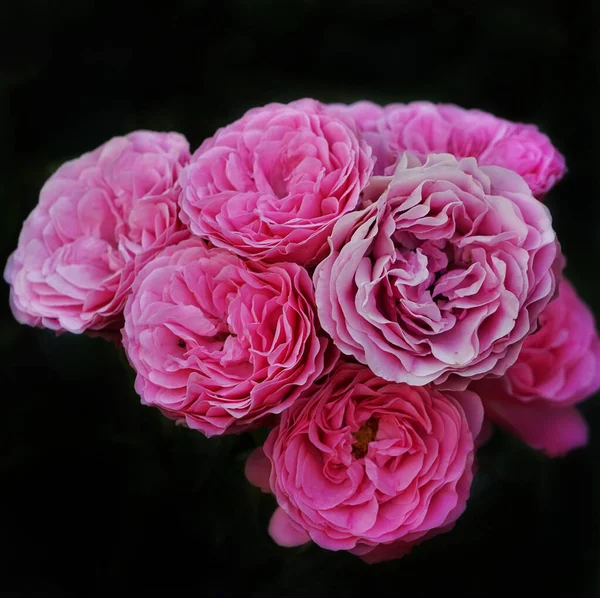 暗い背景にバラ色のバラのクローズアップショット — ストック写真