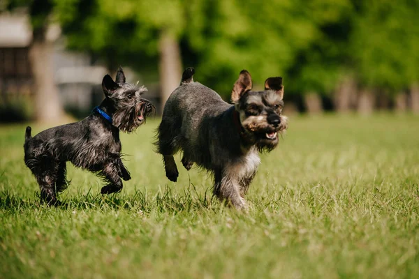 Closeup Two Miniature Schnauzers Running Playing Park Sunny Day — 스톡 사진