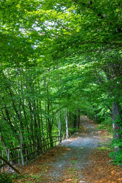 林子里的一条土路 旁边有一道矮小的木栅栏 四周都是明亮的绿树 — 图库照片