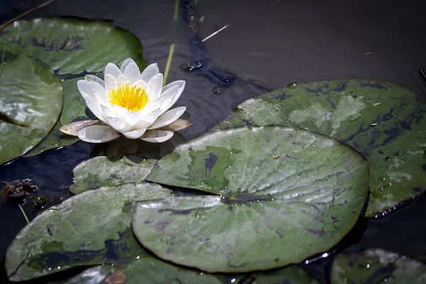 Beautiful Water Lily Flower Leaves Water — Φωτογραφία Αρχείου