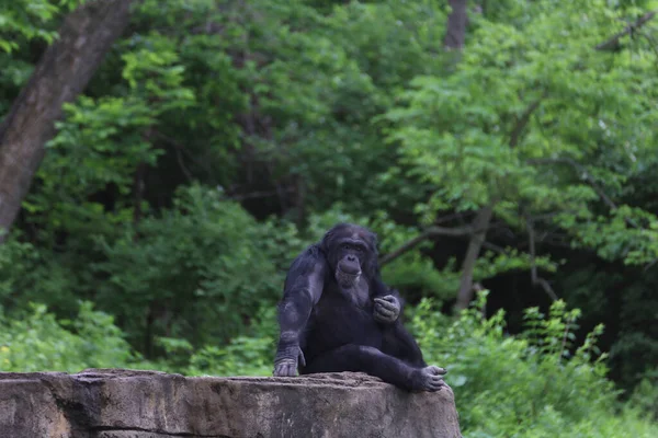 Chimpanzee Resting Rock Formation Kansas Missouri — Foto de Stock