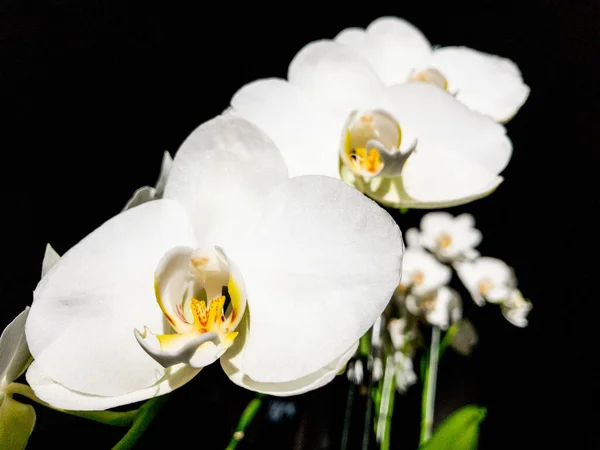 Eine Nahaufnahme Schöner Motten Orchideenblumen Auf Schwarzem Hintergrund — Stockfoto