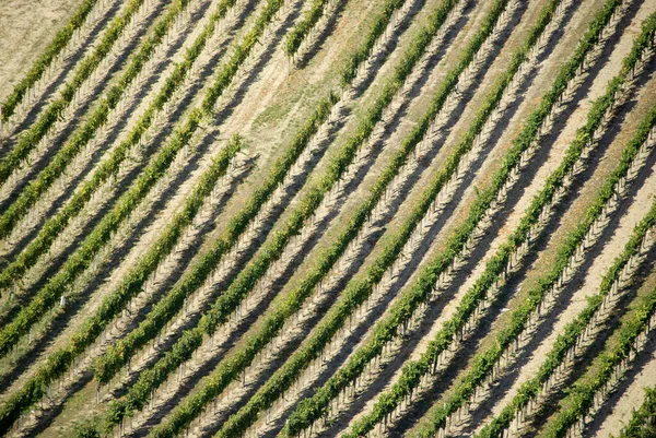 Aerial View Rows Vienna Vineyards Austria — ストック写真