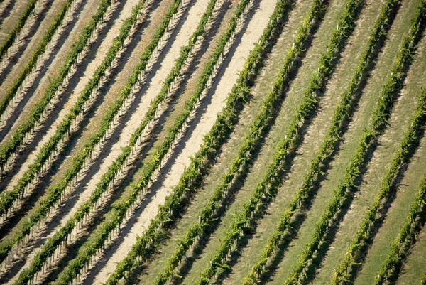 Aerial View Rows Vienna Vineyards Austria — Stock fotografie
