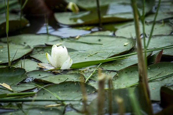 Beautiful Water Lily Flower Leaves Water — Foto Stock