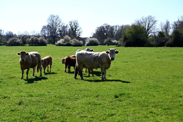 Φωτογραφήθηκε Στη Γαλλία Την Άνοιξη Αγελάδες — Φωτογραφία Αρχείου