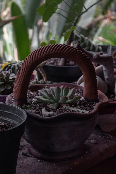 Vertical Shot Succulent Plant Growing Clay Pot Garden — Stock Photo, Image